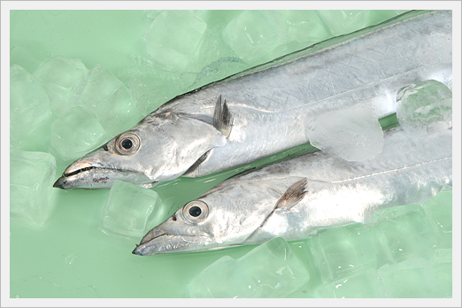 seafood-hairtail-fish-fish-id-5852760-product-details-view