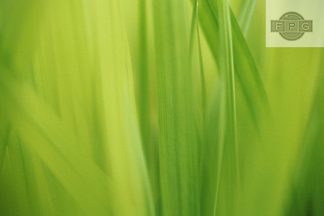 homeimage