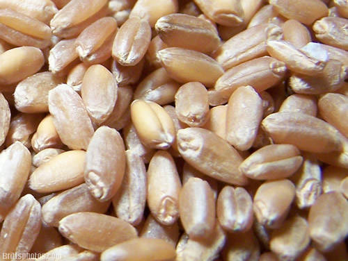 durum-wheat-grain