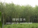 绿洲苗木基地供应优质垂柳