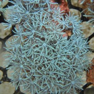 pulse coral