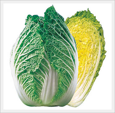 Chinese Cabbage Seeds 1
