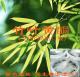 竹叶黄酮－保健食品新原料Bamboo Leaves Flavonoids