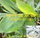 粽叶提取物－抗免疫佳品Indocalalamus & Suffer Leaf Extract