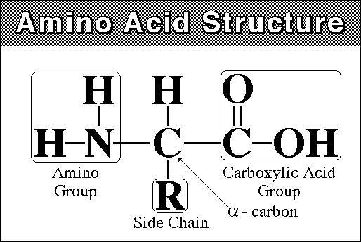 Cystine Amino Acid