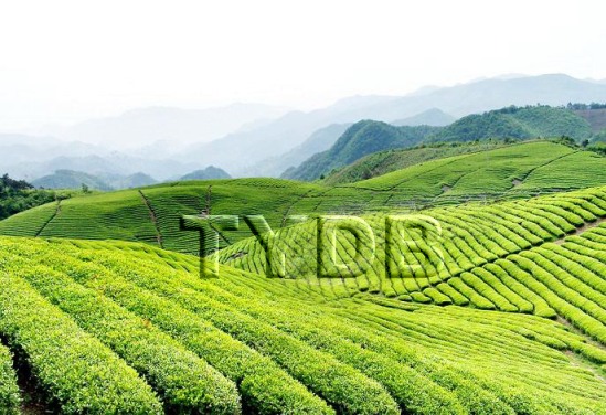 台湾高山茶