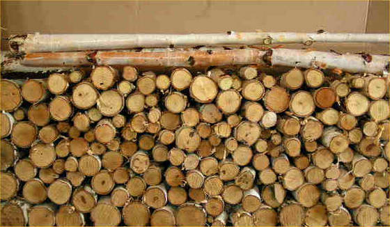 birch wood logs