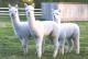 阿尔帕卡羊驼毛纱和ALPACA毛条
