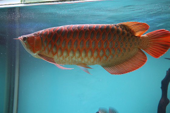 golden arowana sandalwood