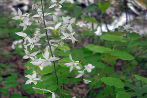 淫羊藿提取物Epimedium brevicornum P.E.