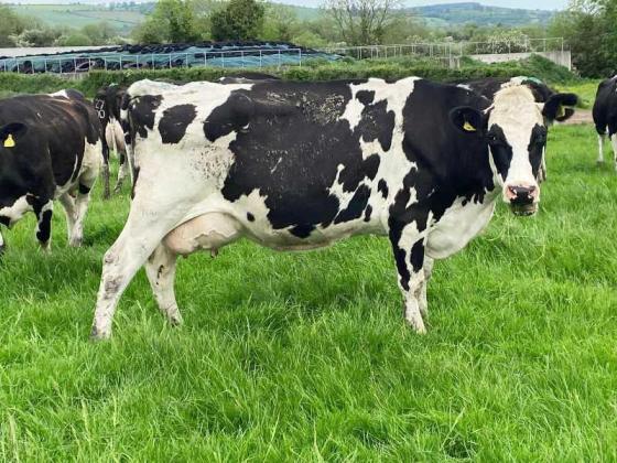 Pregnant Holstein Heifers Cow Jersey Heifers For Sale Id 11393099