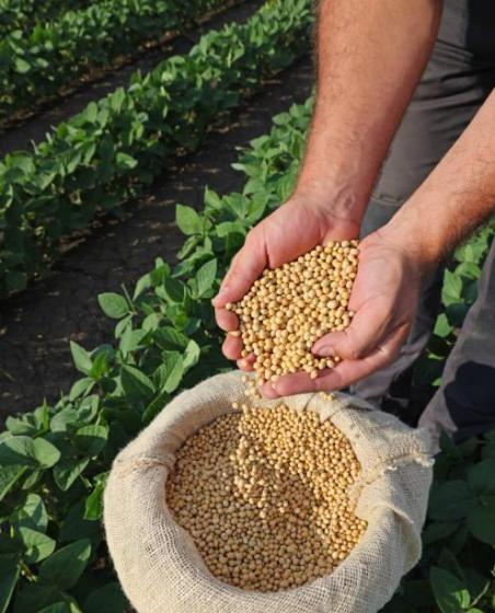 High Quality Non GMO Yellow Dry Soybean Seed NON GMO Soya Beans Id