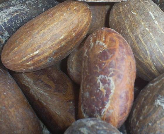 Where Does Garcinia Cambogia Extract Come From - www