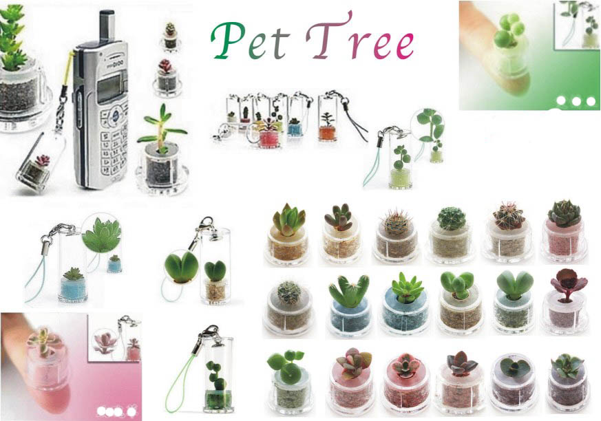 pettree天使花房petplant手指玫瑰