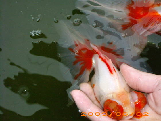 butterfly telescope goldfish black moore butterfly telescope goldfish black moore
