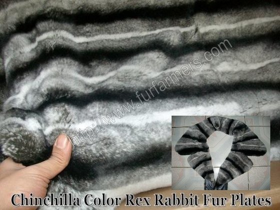 Chinchilla Rabbit Coat Colors