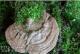 野生平盖灵芝(Ganoderma applanatum)