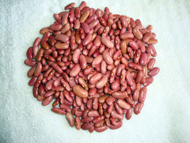 粉红芸豆
