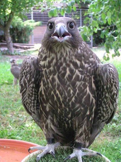 sell gyr falcon birds for sale sell gyr falcon birds for sale