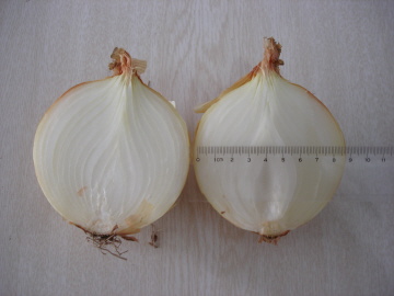 양파(onion)