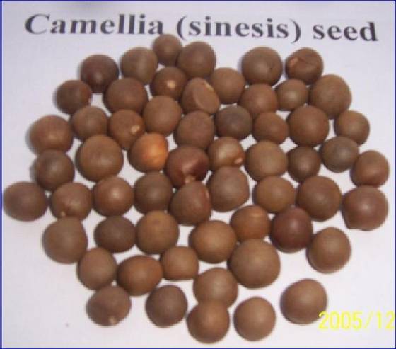 Buy GREEN TEA SEEDS (CAMELLIA SINENSIS)(id:8980747) - Reference Group