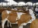 肉牛养殖技术 肉牛养殖场 肉牛的养殖 肉牛养殖基地