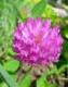 红车轴草提取物 Red clover Extract 