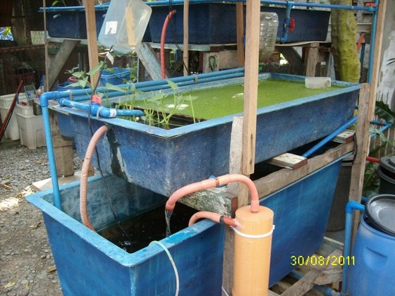 Fiberglass Fish Tanks and Growbed from Mactan Aquaponics ...
