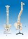 Human vertebral column and pelvis