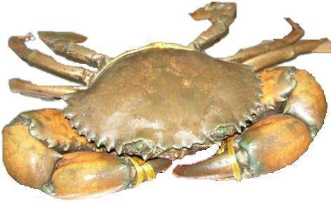 live mud crab