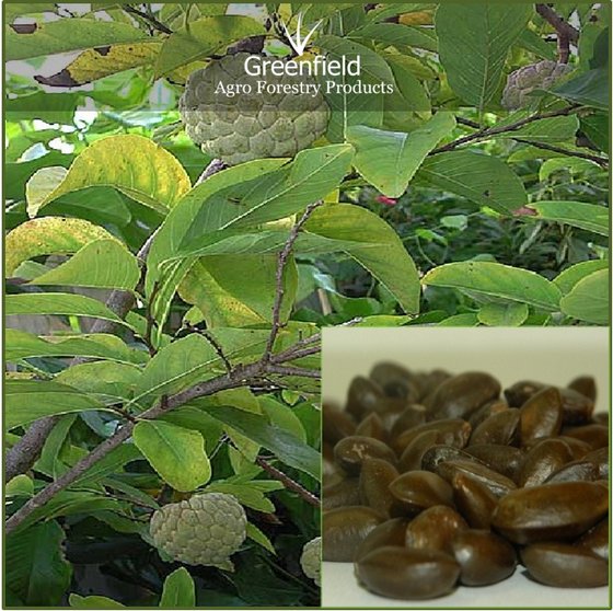 annona chat The best of herbal d-tox chat ssl certificate open access highly accessed research article antiproliferative activity and induction of apoptosis by annona . annona chat The best of herbal d-tox chat ssl certificate open access highly accessed research article antiproliferative activity and induction of apoptosis by annona .