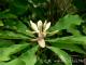 厚朴提取物 Magnoliae Officinalis P.E.
