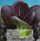 紫油麦菜种子价格|紫油菜种子出售