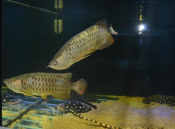 Asian Red Arowana Fish, Super Red Arowana,Jardini Arowana ...