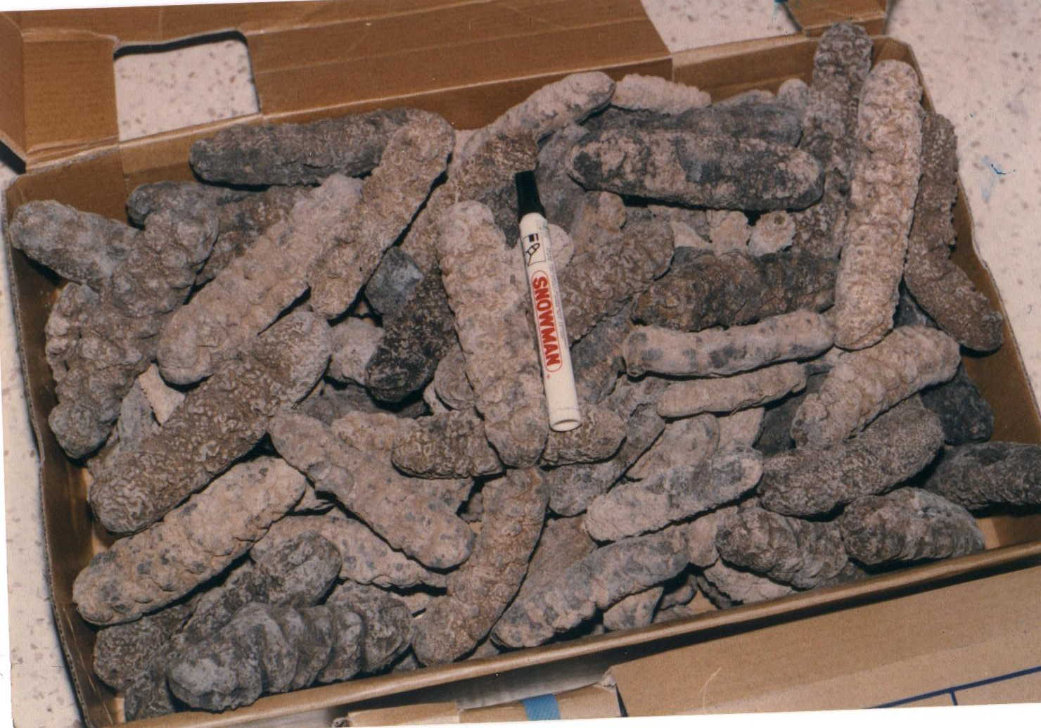 Dried sea cucumber