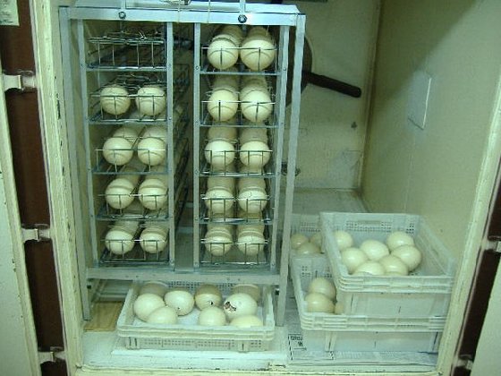 Ostrich Eggs Hatching