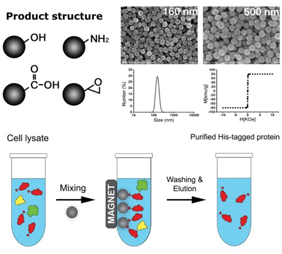 magnetic nanoparticle