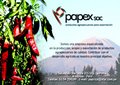 Papex Group