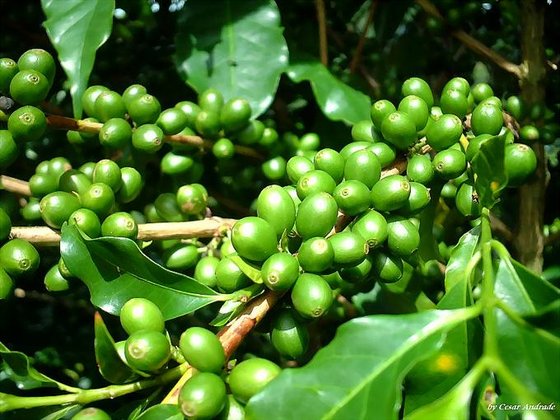 green coffee beans