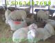山东什么地方有波尔山羊养羊场 波尔山羊养羊场出售小羊29号