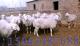 养殖什么羊赚钱多 山东什么地方出售羊苗子10号