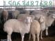 波尔山羊养羊场出售种羊 养殖小种羊效益好 正规养羊场19号