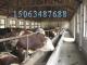 大型肉牛养殖场出售的种牛价格5