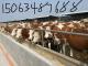 吴福阁-山东菏泽郓城肉牛苗养殖场常年出售肉牛苗 小牛犊 小牛崽