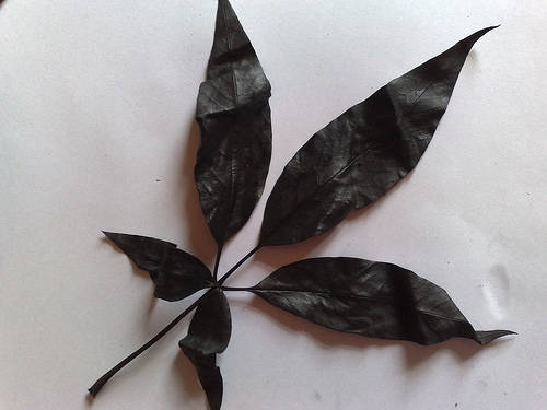 Black Vitex Negundo (Male Leaves)