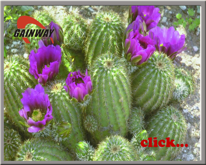 Cactus Extract 선인장 추출물