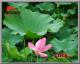 Lotus Leaf Extract 연잎 추출물