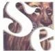 Simba Enterprises