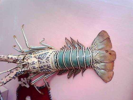 http://image.ec21.com/image/souvenirkeranglaut/OF0009133430_1/Sell_Lobster.jpg