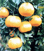 FRUITS Mandarin orange